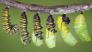 caterpillar-6